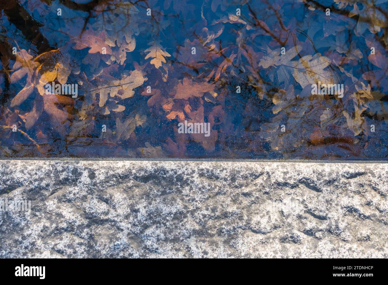 Consistenza dello sfondo delle foglie congelate Foto Stock