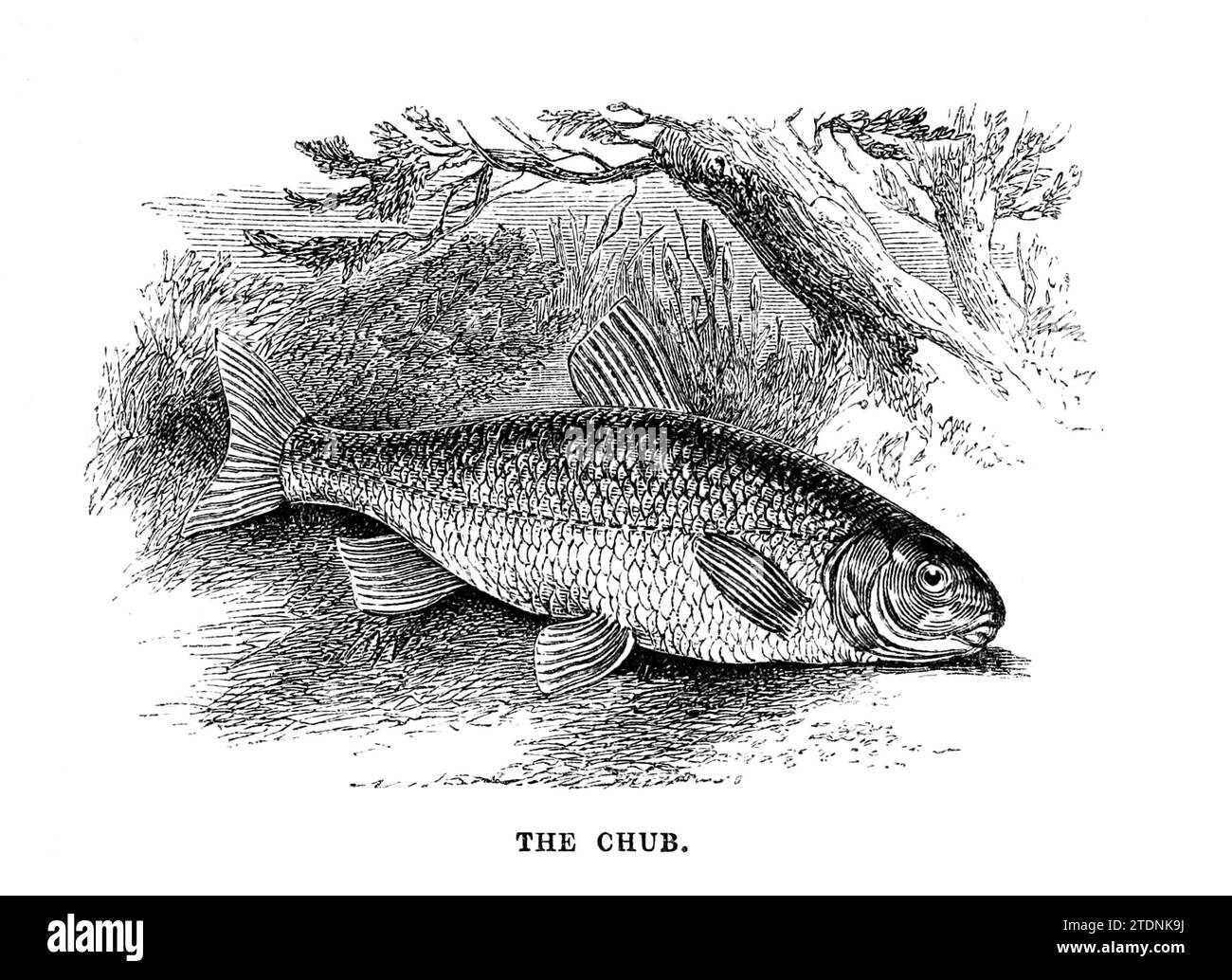 Il Chub (Leuciscus cephalus) dal libro la valle del Severn: Una serie di bozzetti, descrittivi e pittorici, del corso del Severn: Contenenti avvisi delle sue caratteristiche topografiche, industriali e geologiche; con sguardi alle sue associazioni storiche e leggendarie di Randall, John, 1810-1910 data di pubblicazione 1862 Publisher J. S. Virtue Foto Stock