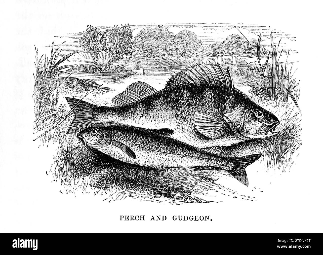 Perch e gudgeon dal libro la valle del Severn: Una serie di schizzi, descrittivi e pittorici, del corso del Severn: Contenente avvisi delle sue caratteristiche topografiche, industriali e geologiche; con sguardi alle sue associazioni storiche e leggendarie di Randall, John, 1810-1910 data di pubblicazione 1862 Editore J. S. Virtue Foto Stock