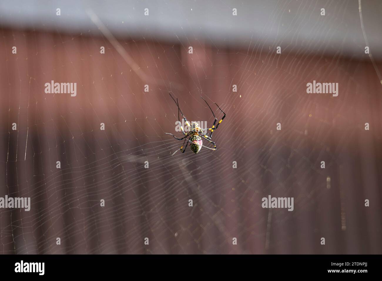 Trichonephila clavata, noto anche come il ragno Joro in Giappone. Foto Stock