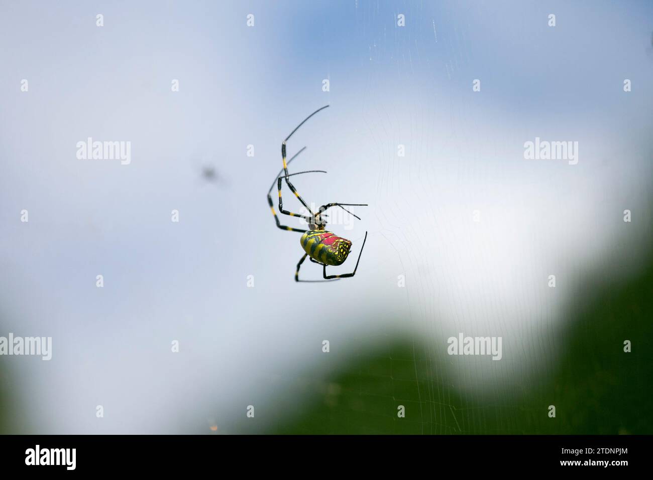 Trichonephila clavata, noto anche come il ragno Joro in Giappone. Foto Stock