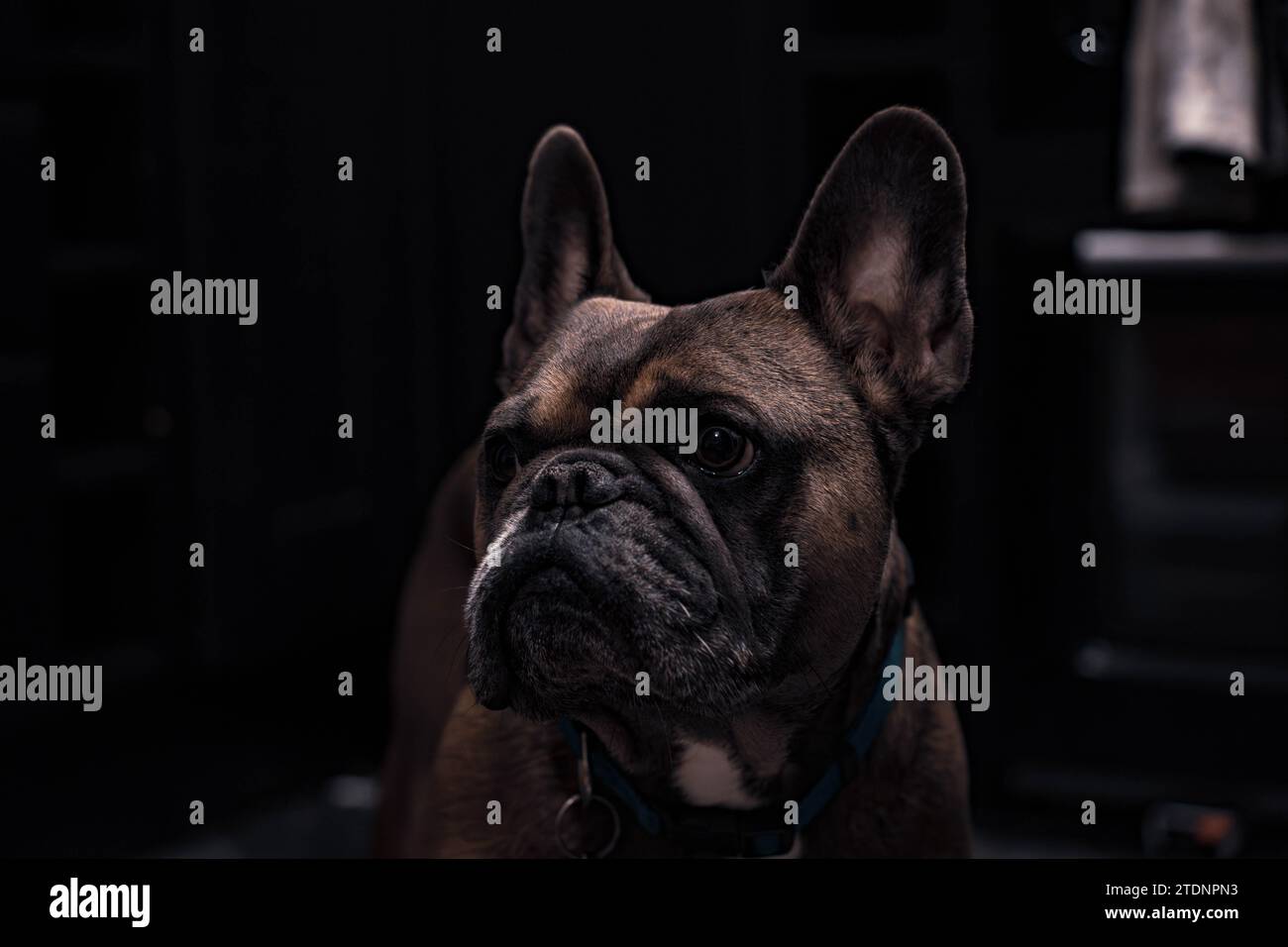 Bulldog francese Foto Stock