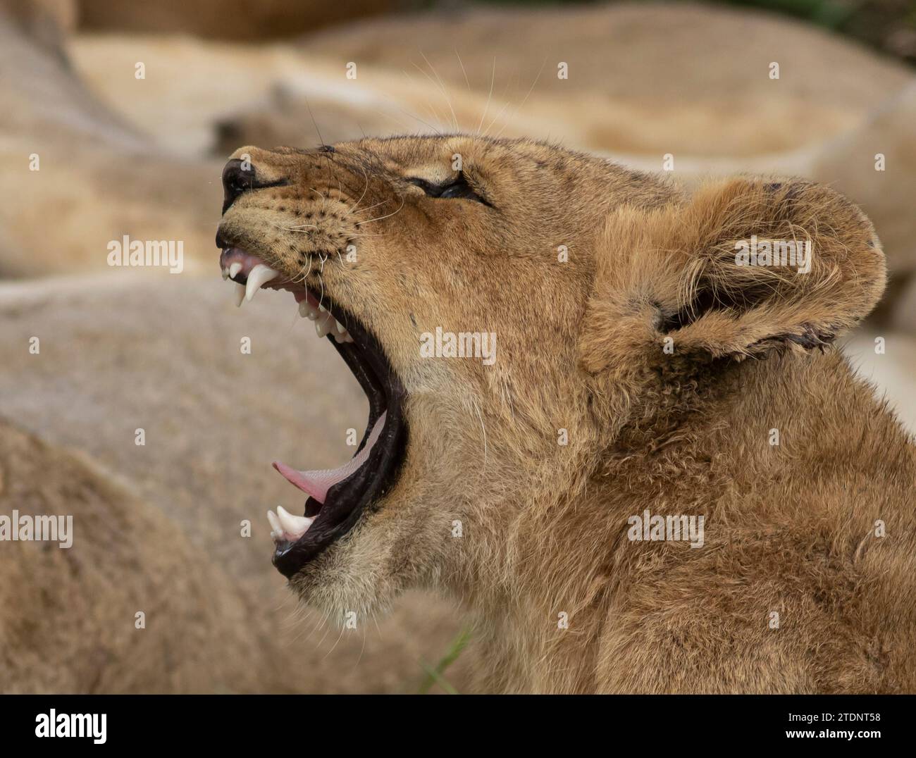 piccolo cucciolo di leone che riposa in una luce solare dorata, apre la bocca e sbadiglia mostrando denti e lingua, occhi chiusi bocca spalancata. Foto Stock