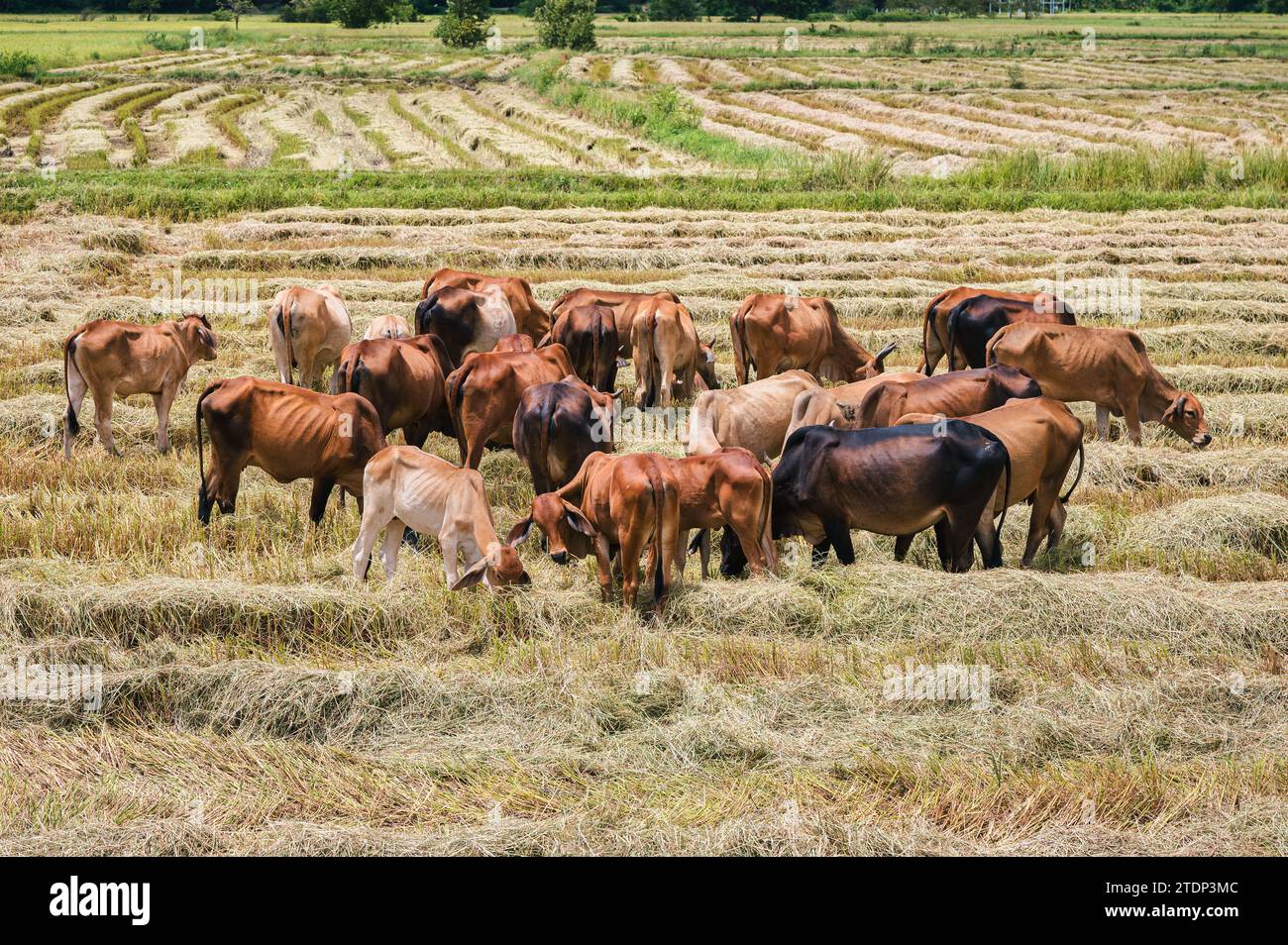 Mandria di bovini da carne che pascolano risaie in campi di riso raccolti in campagna Foto Stock