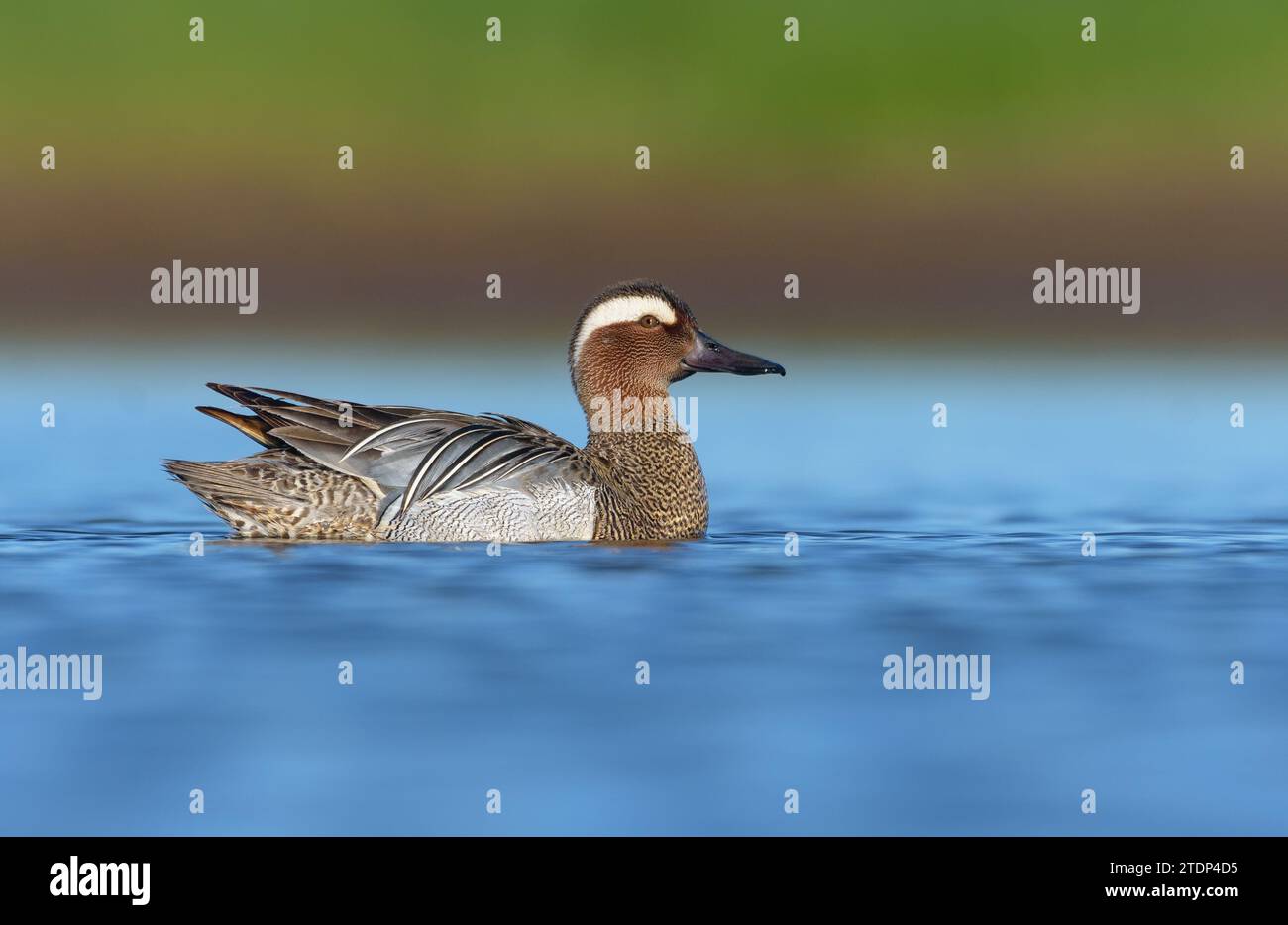 Luccicante Garganey maschio (spatola querquedula) nuota sul lago di primavera blu dai colori vivaci Foto Stock