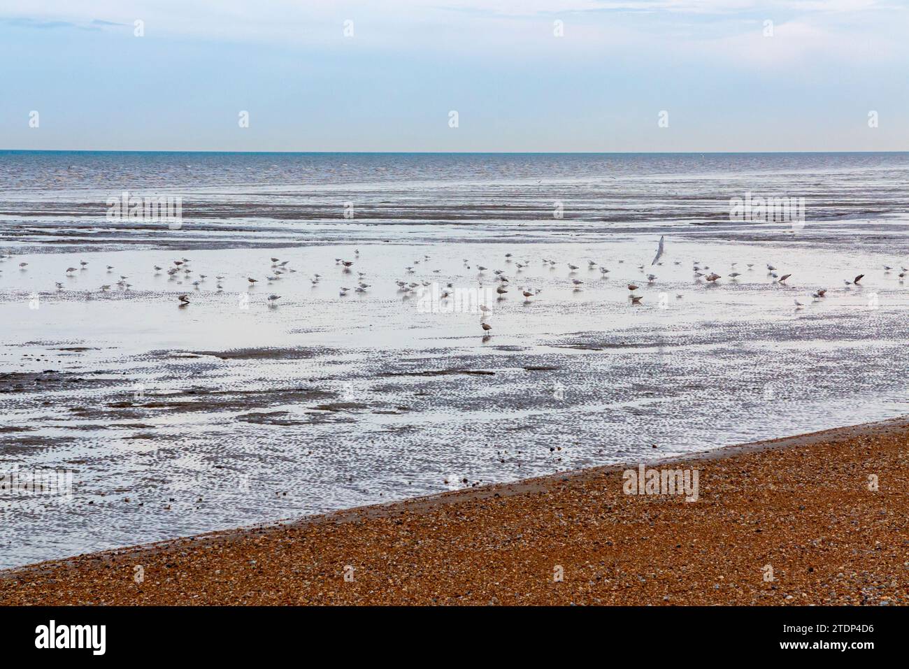 Gabbiani marini che si nutrono sulla spiaggia durante la bassa marea a Littlestone, nel Kent, Inghilterra, con il Canale della Manica sullo sfondo e il ciottolo in primo piano. Foto Stock