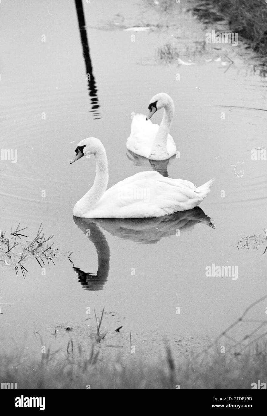 Swans in Fitch, 17-07-1991, Whizgle News from the Past, su misura per il futuro. Esplora le narrazioni storiche, l'immagine dell'agenzia olandese olandese con una prospettiva moderna, colmando il divario tra gli eventi di ieri e quelli di domani. Un viaggio senza tempo che delinea le storie che plasmano il nostro futuro Foto Stock