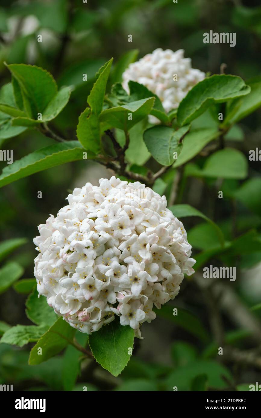 Viburnum x carlcephalum, profumata palla di neve, fiori tubolari a tromba a cupola, cormbi terminali Foto Stock