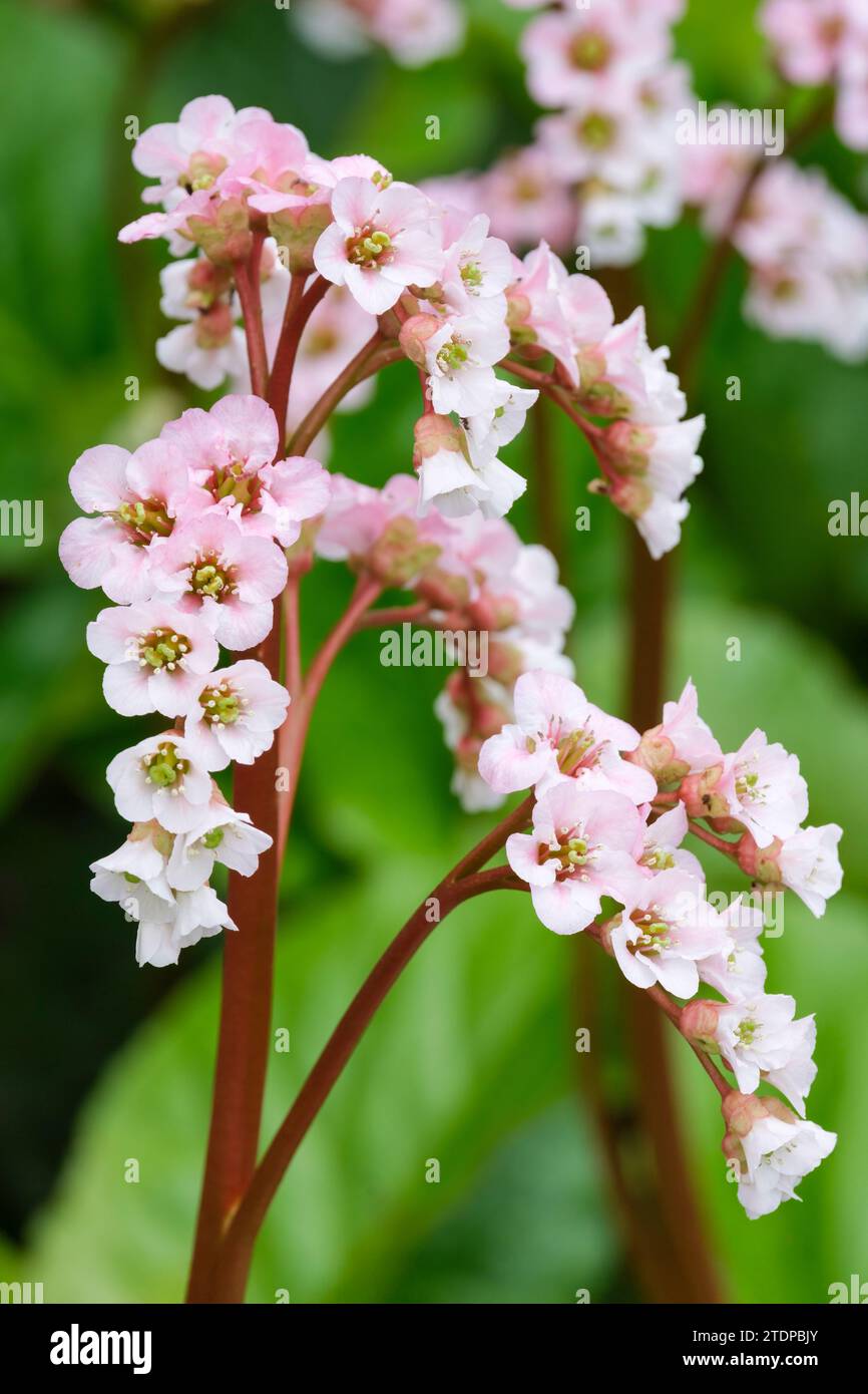 Bergenia Schneekoenigin, Bergenia Snow Queen, orecchie di elefante Schneekoenigin, steli rossi scuri, gruppi di fiori rosa pallido Foto Stock