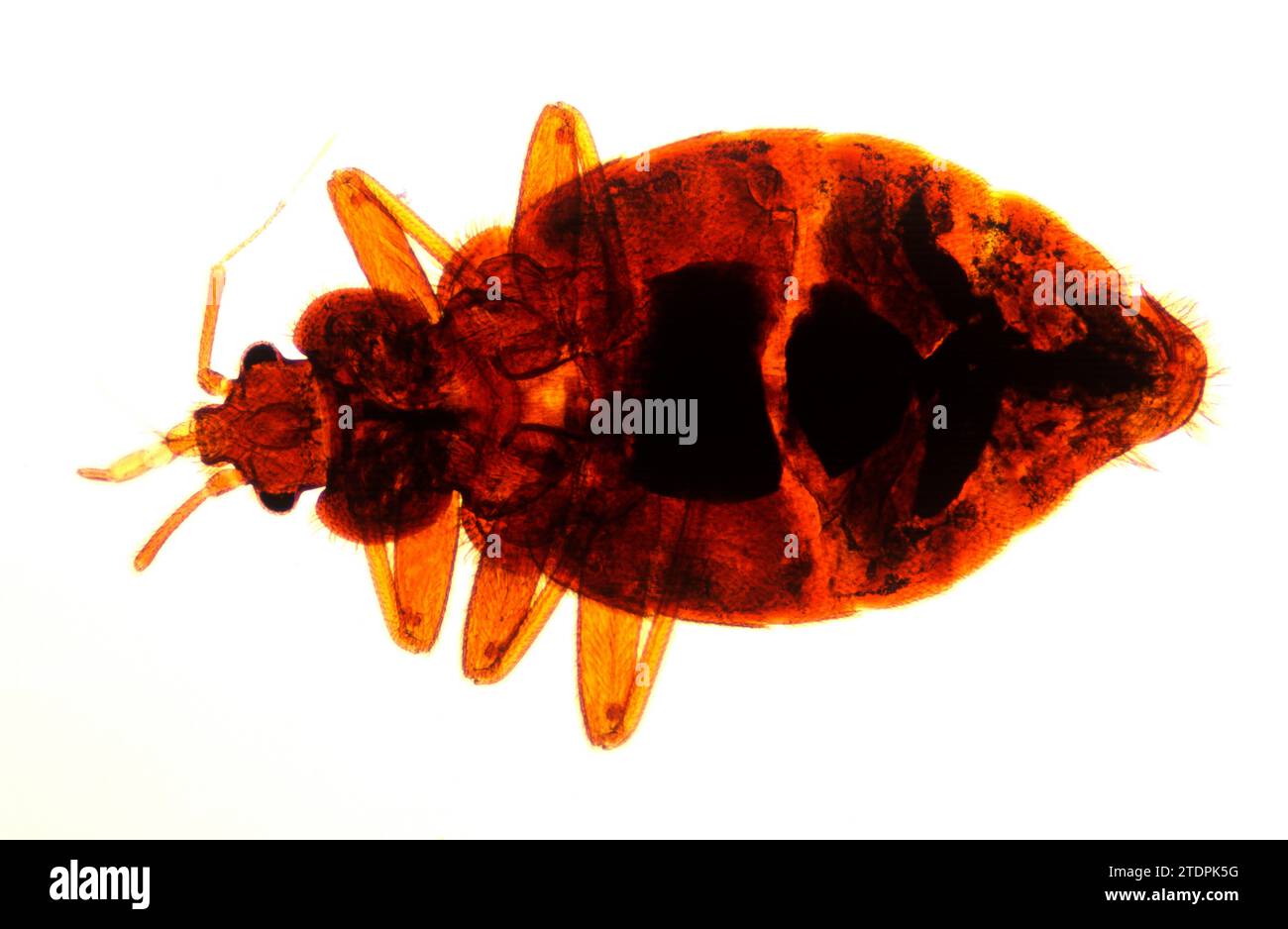 Il baco del letto (Cimex lectularius) è un nell'ectoparassite umana dell'insetto. Fotografia al microscopio. Foto Stock