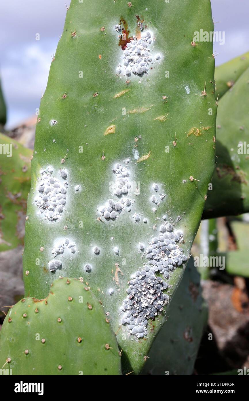 La cocciniglia (Dactylopius coccus) è un insetto emittero che viene estratto dal colorante carmine. Questa foto è stata scattata a Guatiza, isola di Lanzarote, Canarie I. Foto Stock
