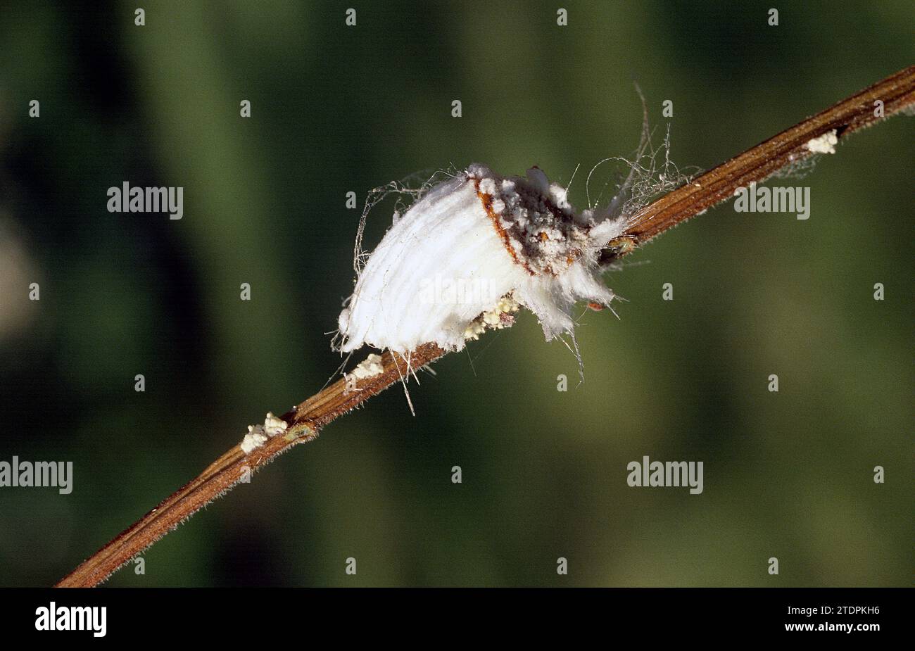 La scala del cuscino di Cottony (Icerya Purchasi) è un insetto parassita originario dell'Australia e diffuso in tutto il mondo. Foto Stock