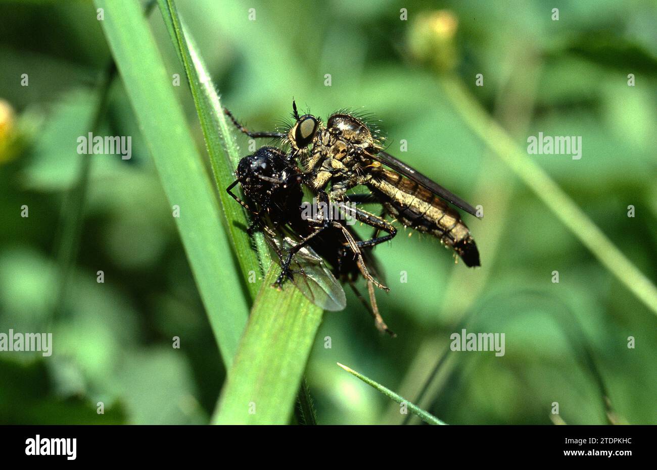 Killer fly (Laphria marginata), predatore diptera con la tua preda. Questa foto è stata scattata in Valle de Aran, provincia di Lleida, Catalogna, Spagna. Foto Stock