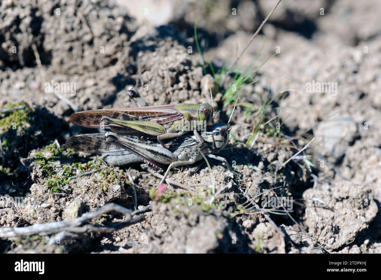 La locusta migratoria (Locusta migratoria) è un insetto gregarioso. Questa foto è stata scattata a la Albera, provincia di Girona, Catalogna, Spagna. Foto Stock