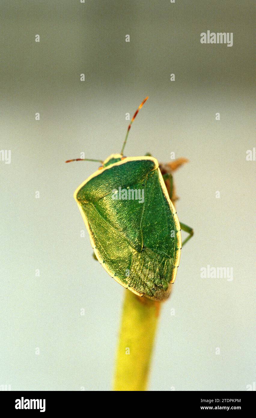 Bug verde meridionale dello scudo o bug verde meridionale dello scalpello (Nezara viridula). Foto Stock
