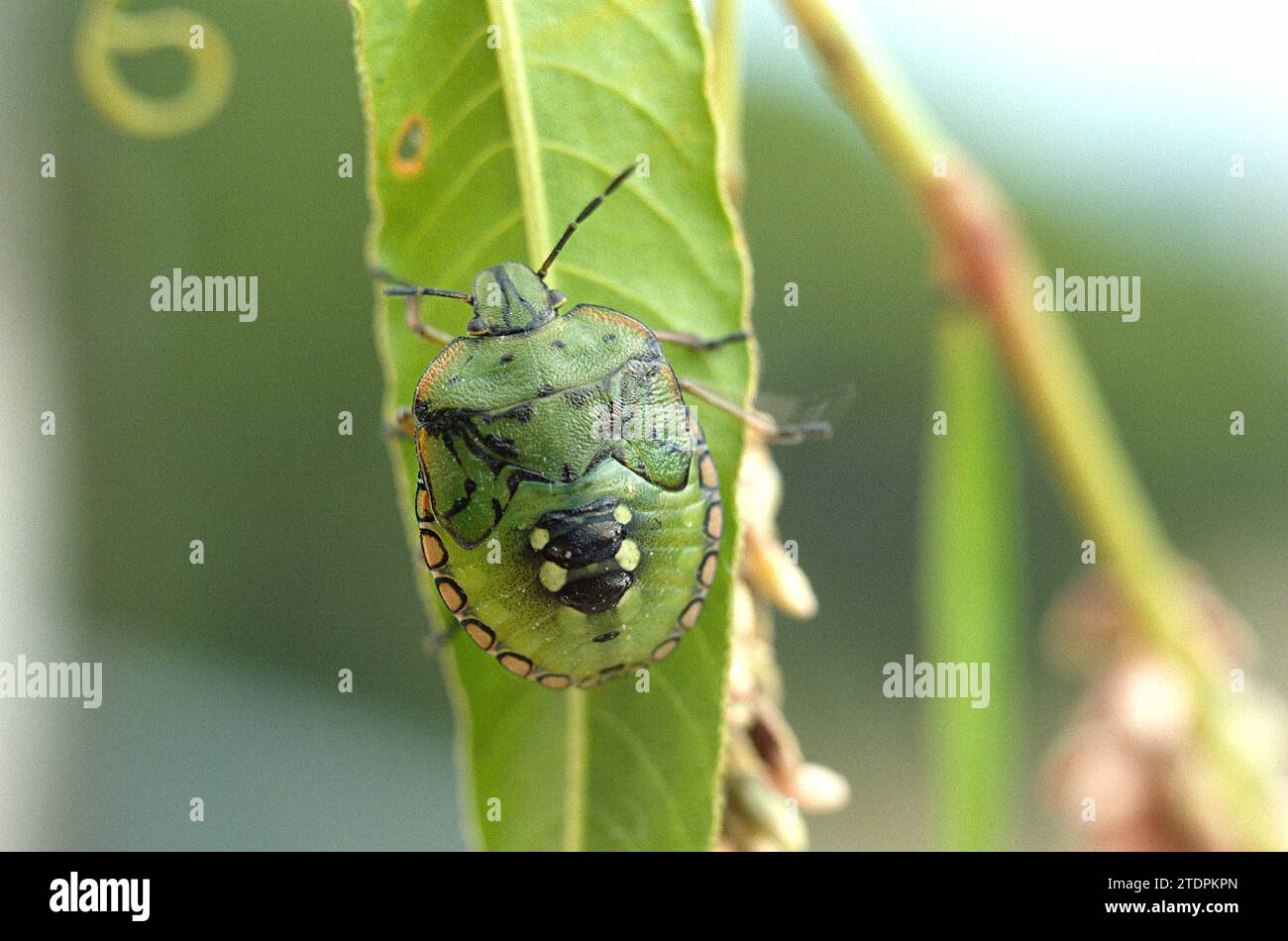 Bug verde meridionale dello scudo o bug verde meridionale dello scalpello (Nezara viridula). Ninfa. Foto Stock