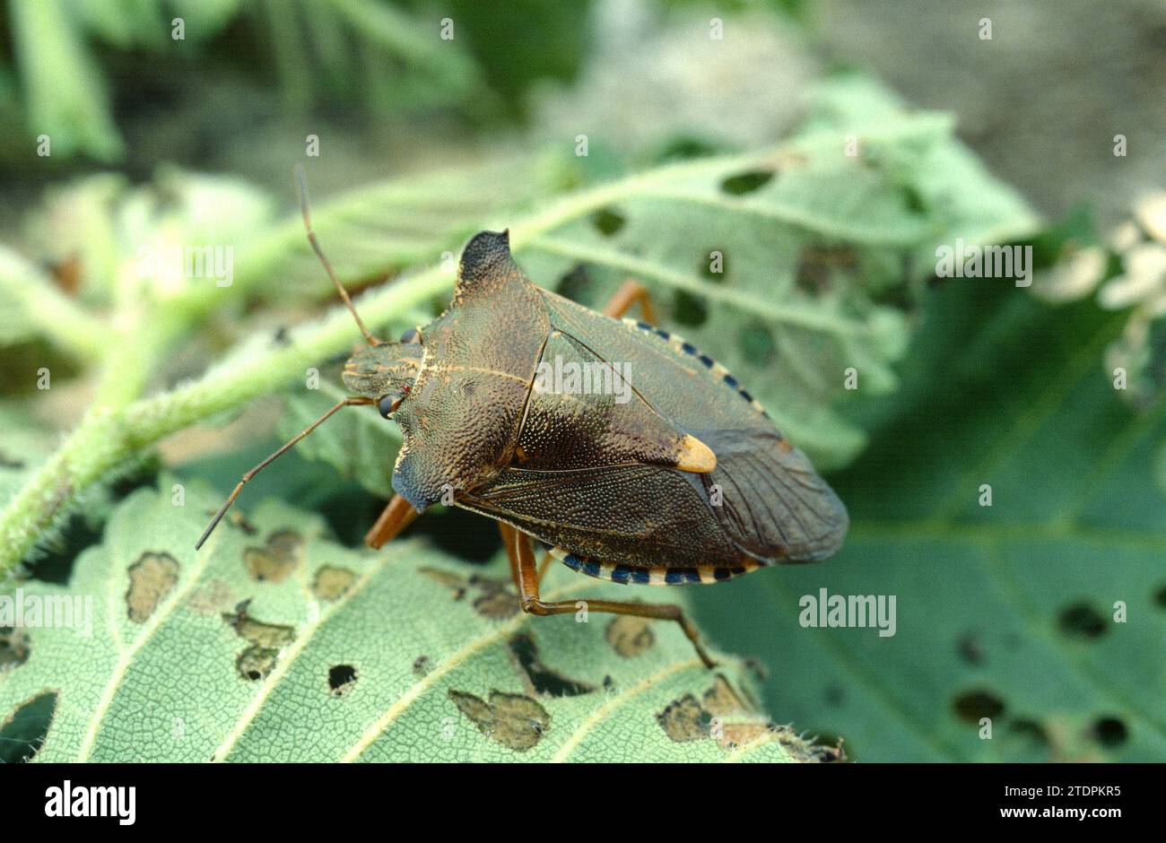 L'insetto dello scudo a zampe rosse (rufipes di Pentatoma) è originario delle foreste europee. Foto Stock