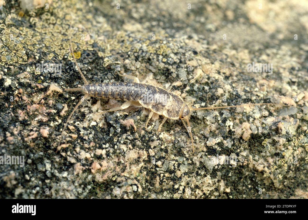 Firebrat (Thermobia domestica) è un piccolo insetto originario dell'Asia ma naturalizzato in altre regioni temperate, in luoghi caldi e umidi. Foto Stock