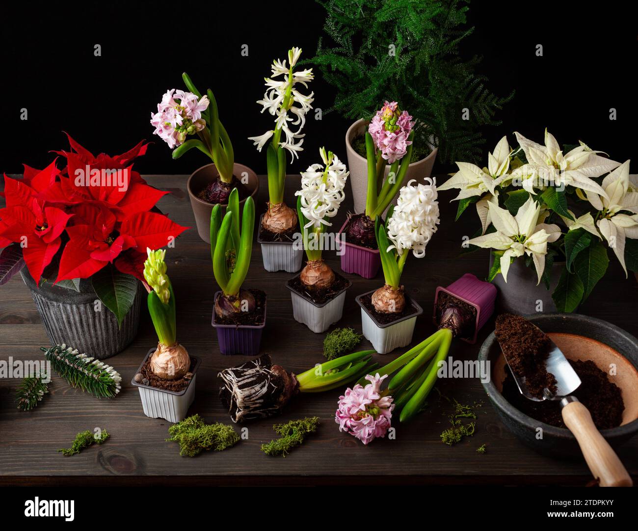 piantare inverno o primavera fiori giacinto poinsettia su sfondo nero, il concetto di giardinaggio Foto Stock