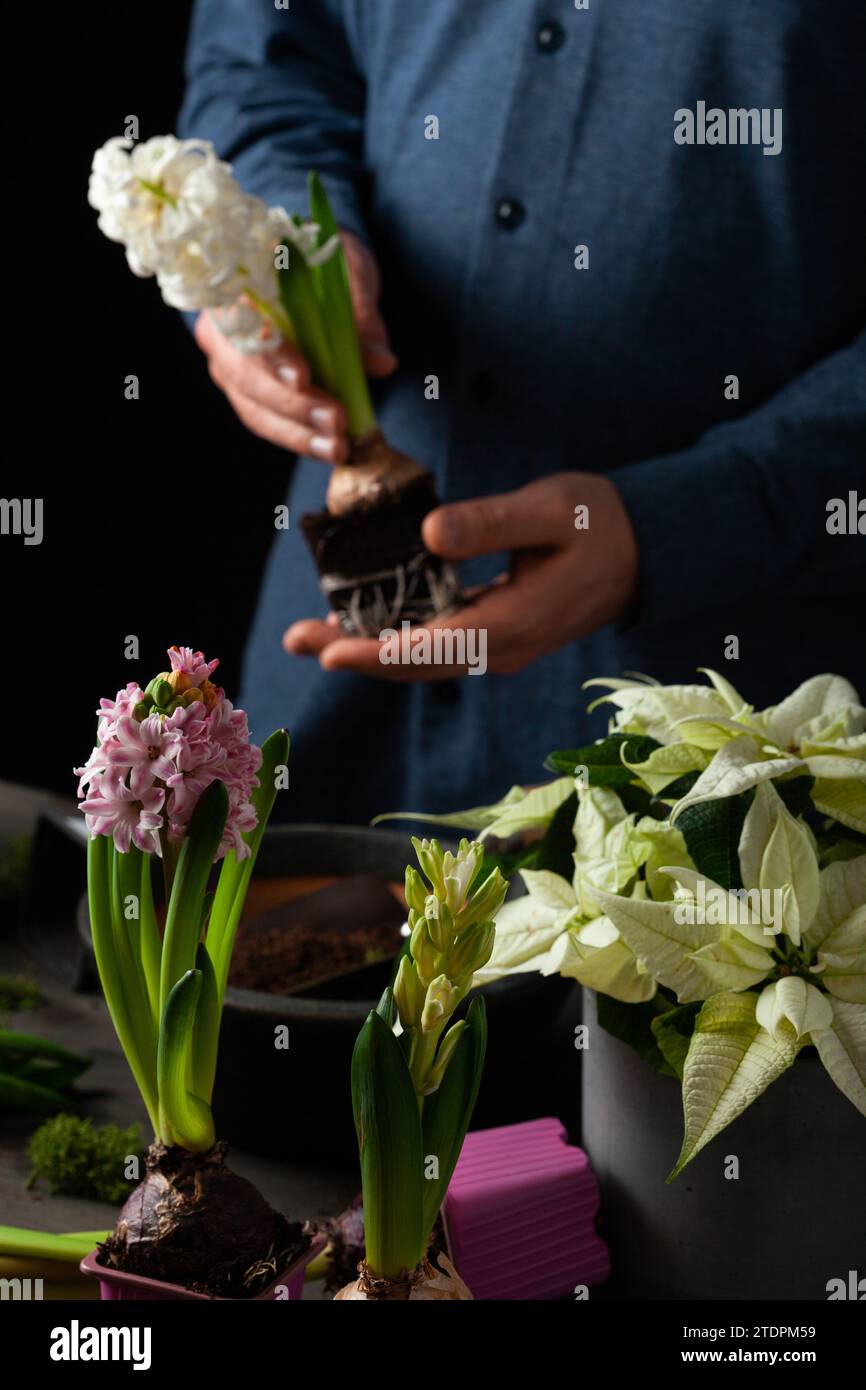 uomo giardiniere piantando inverno o fiori primavera giacinto su sfondo nero Foto Stock