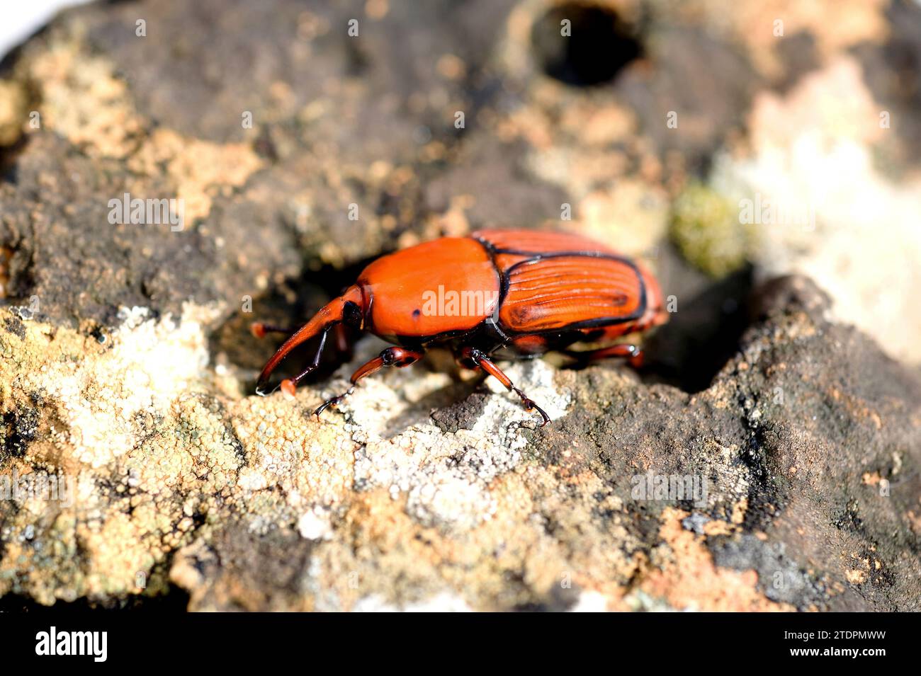 Il porcione di palma (Rhynchophorus ferrugineus) è un coleottero originario dell'Asia tropicale e introdotto nella regione mediterranea. Questa foto è stata scattata a Barcellona Foto Stock