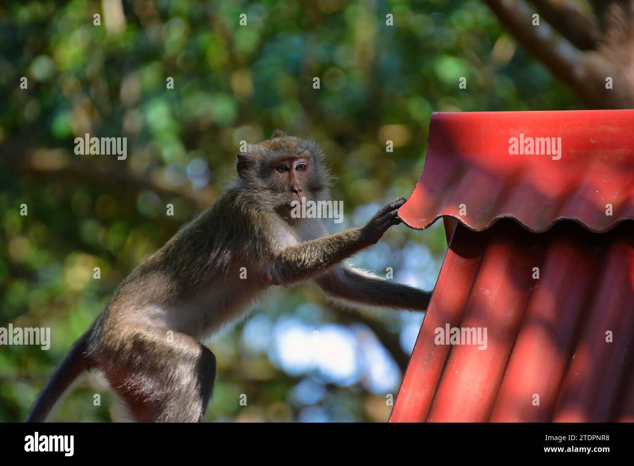 Scimmie macache riposate tra gli alberi e i tetti, gli occhi dicono tutto - ci piace mangiare e ..... Foto Stock