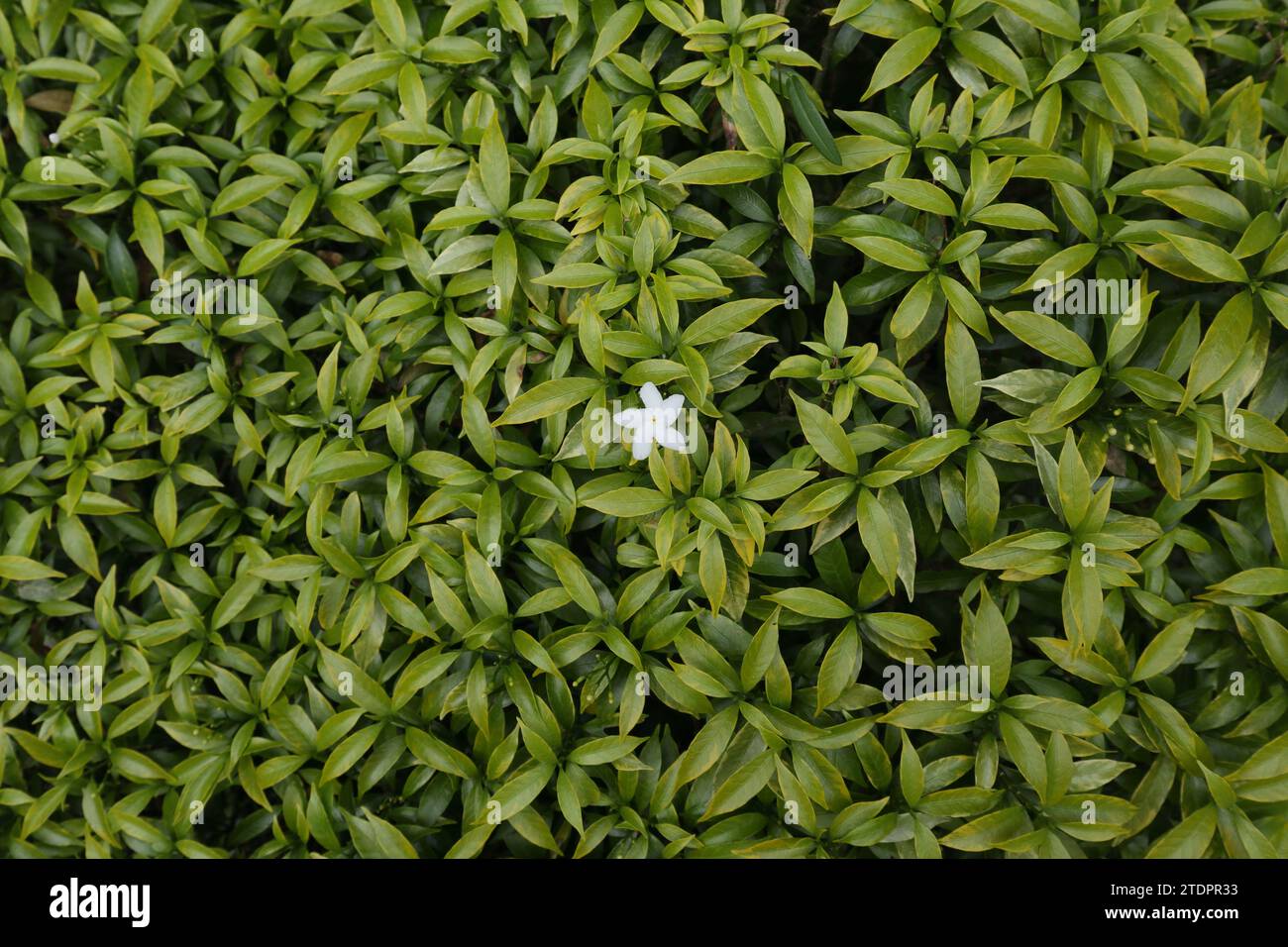 Vista dall'alto di un mini fiore di gelsomino di colza bianco a cinque petali, che fiorisce sulla pianta con le foglie giallastro sullo sfondo. Questi nani cra Foto Stock