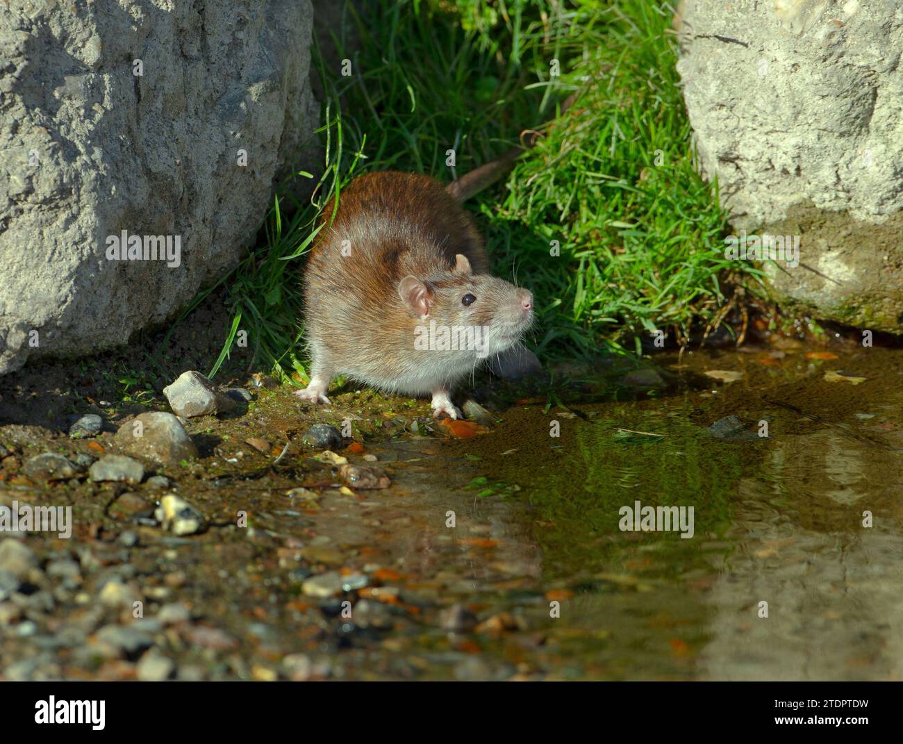 Brown Rat Rattus norvegicus allo stagno delle anatre di Norfolk Foto Stock