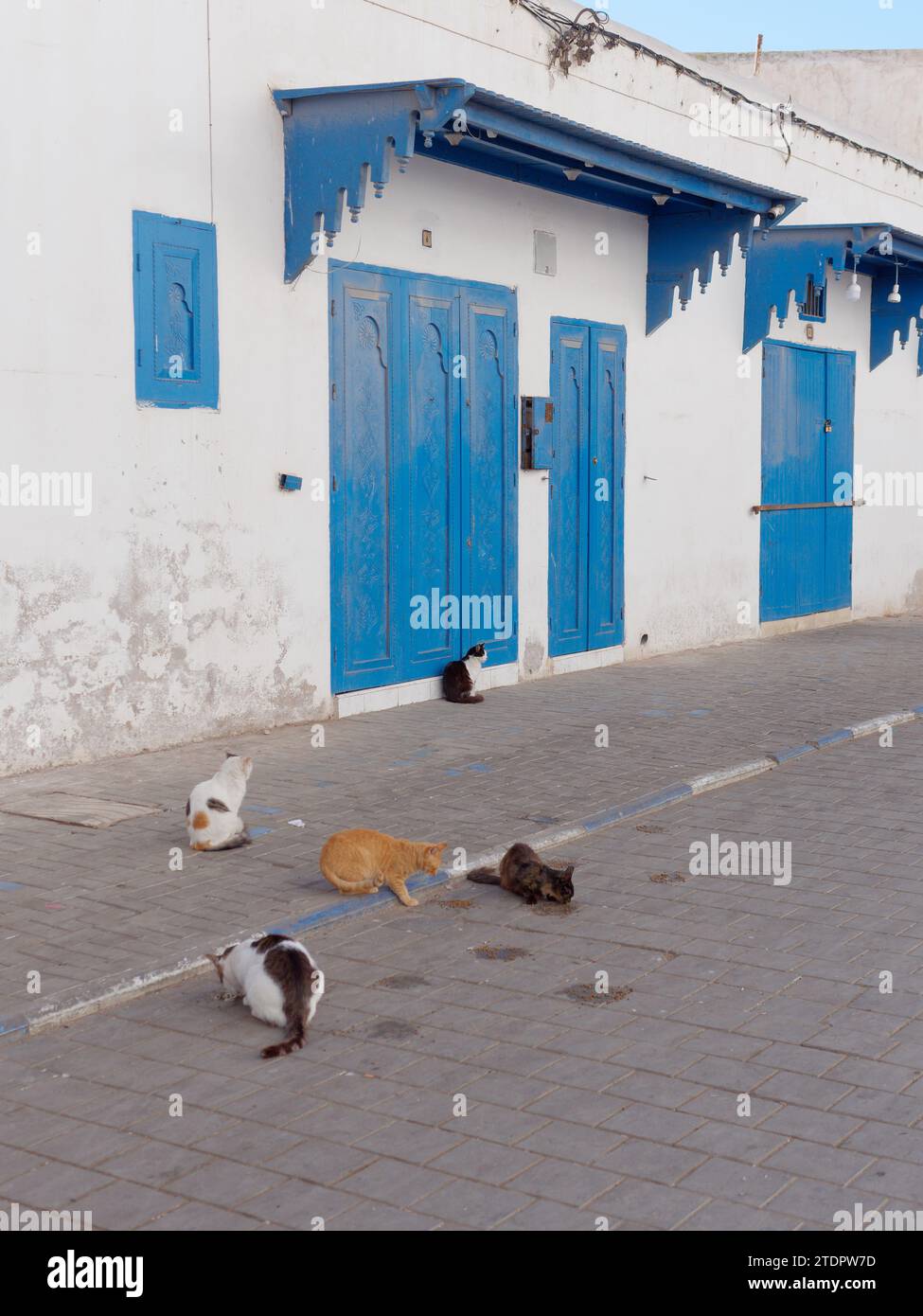 Gatti seduti in una strada con porte di legno blu nella medina nella città di Essaouira, in Marocco. 19 dicembre 2023 Foto Stock