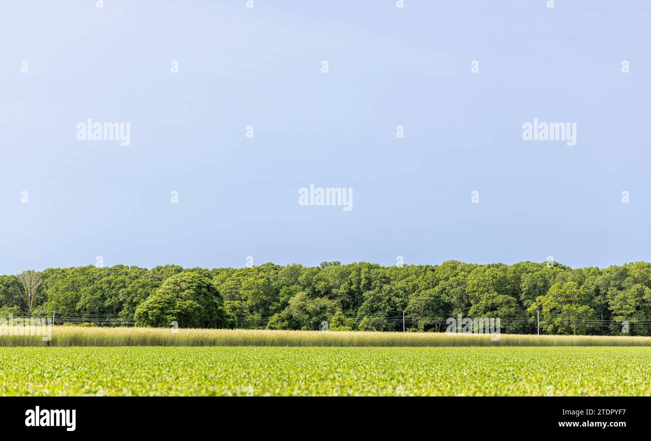 east hampton paesaggio estivo costituito da diverse aree di vegetazione Foto Stock