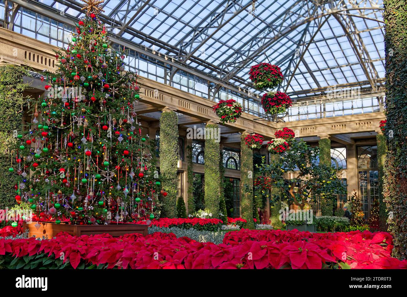 Elaborata esposizione natalizia; soffitto in vetro; cestini sospesi; puntette rosse; albero sempreverde decorato; colonne ricoperte di vite, festive, festive, colorf Foto Stock