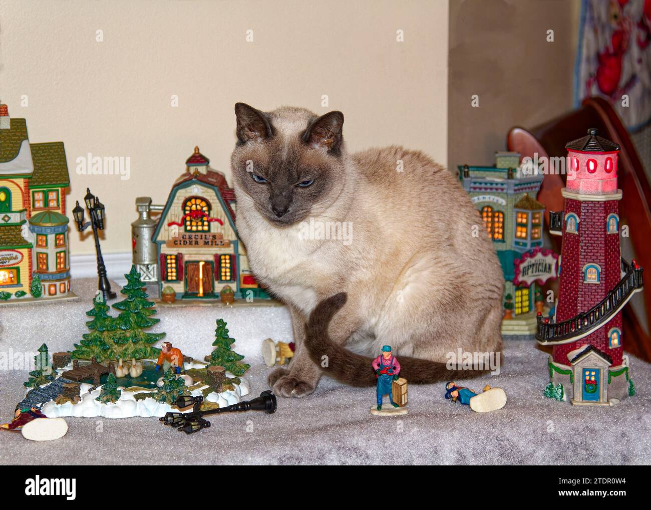 Gatto tonkinese; seduto tra pezzi di ceramica del villaggio; alcune figure abbattute, decorazione natalizia; animale; carino; felino; curioso; PET; PR Foto Stock