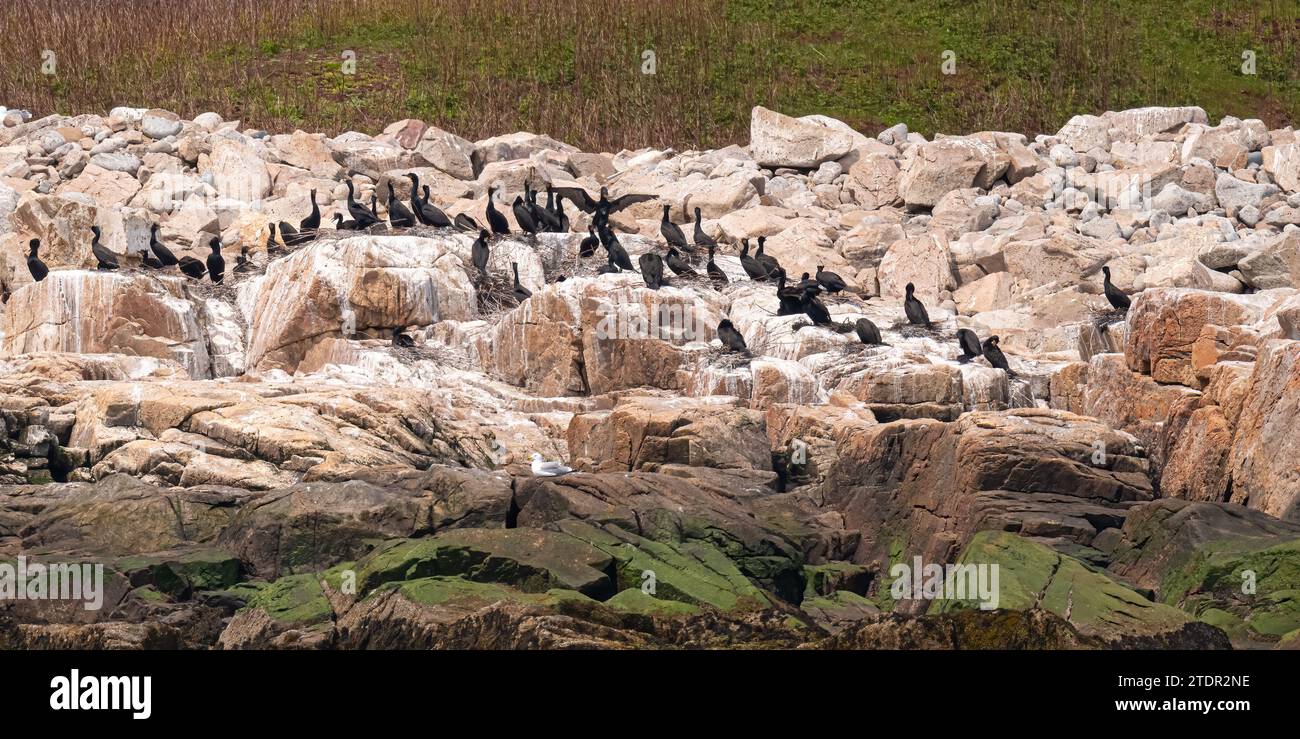 Nidificazione di cormorani a doppio Crested (Nannopterum auritum) sulla costa rocciosa ricoperta di guano dell'Oceano Atlantico al largo del Maine, Stati Uniti. Foto Stock