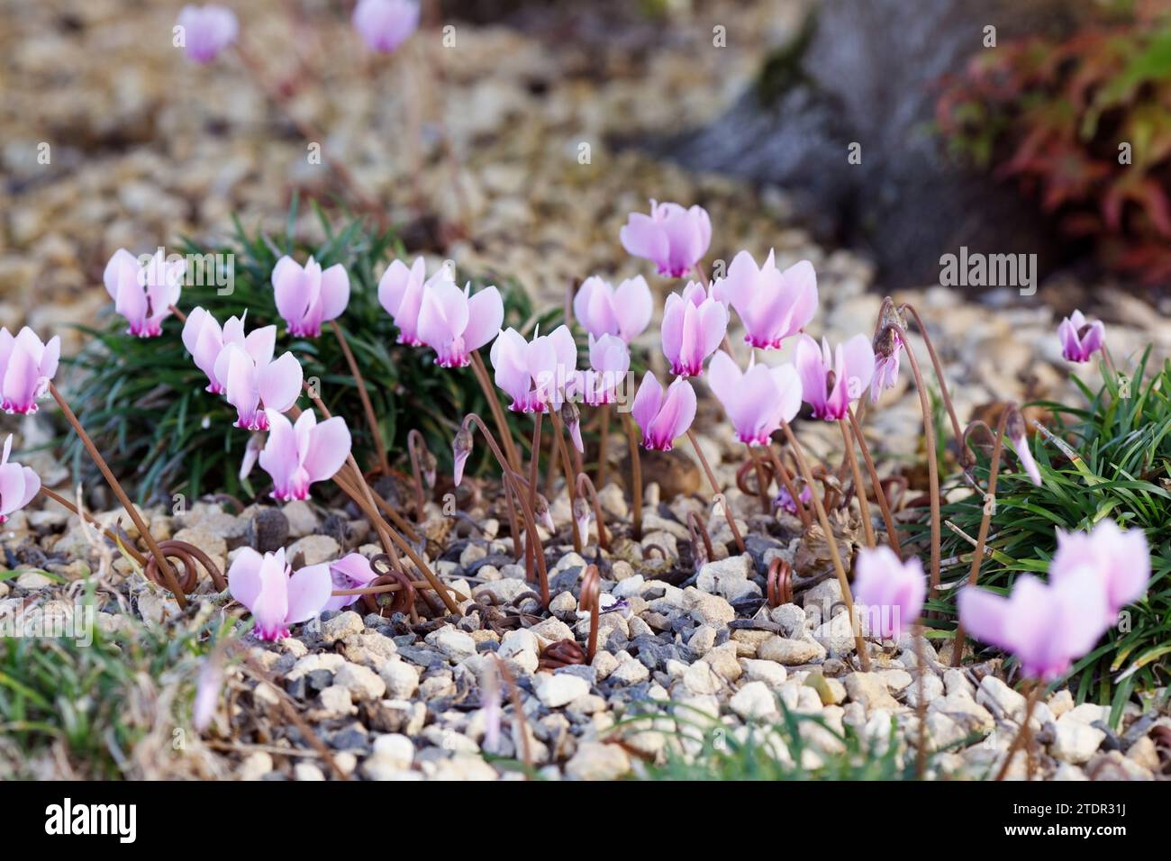 Cyclamen hederifolium in giardino Foto Stock