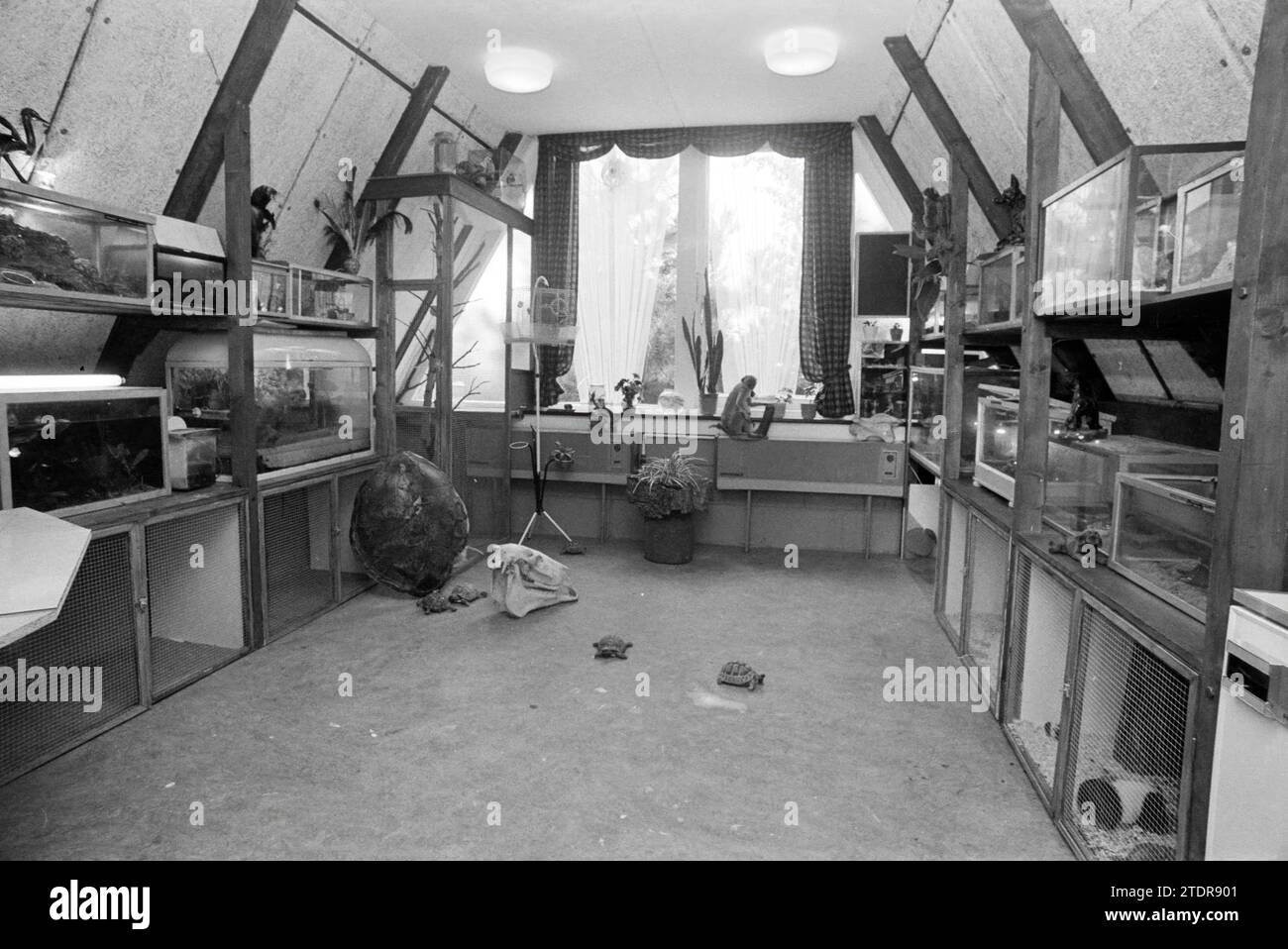 Mostra di animali Jan Gijzenkade, esterno, mostre, Haarlem, Jan Gijzenkade, Nederland, 15-08-1972, Whizgle News from the Past, su misura per il futuro. Esplora le narrazioni storiche, l'immagine dell'agenzia olandese olandese con una prospettiva moderna, colmando il divario tra gli eventi di ieri e quelli di domani. Un viaggio senza tempo che delinea le storie che plasmano il nostro futuro Foto Stock