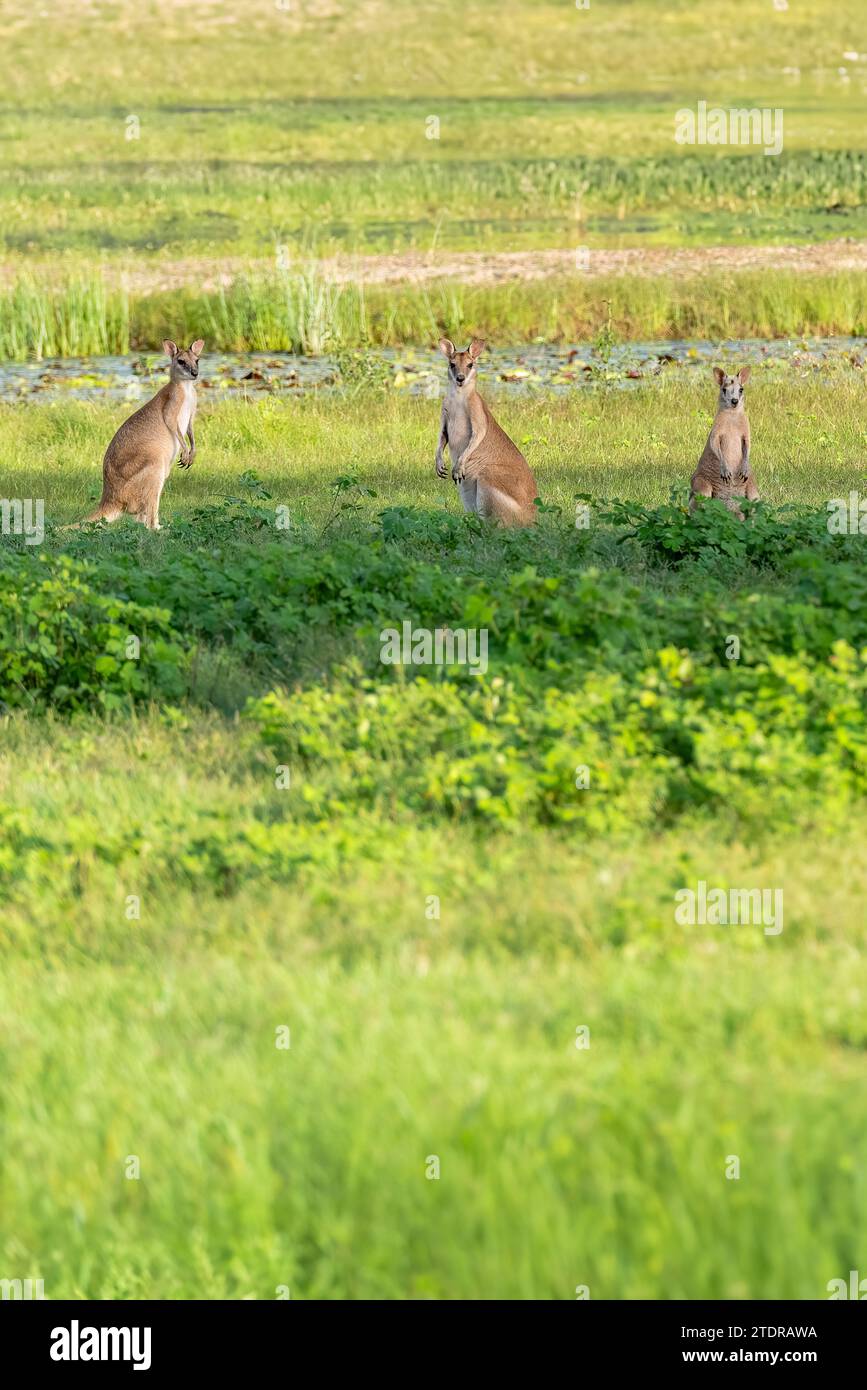 Wallabies in un campo, territorio del Nord, Australia. Foto Stock