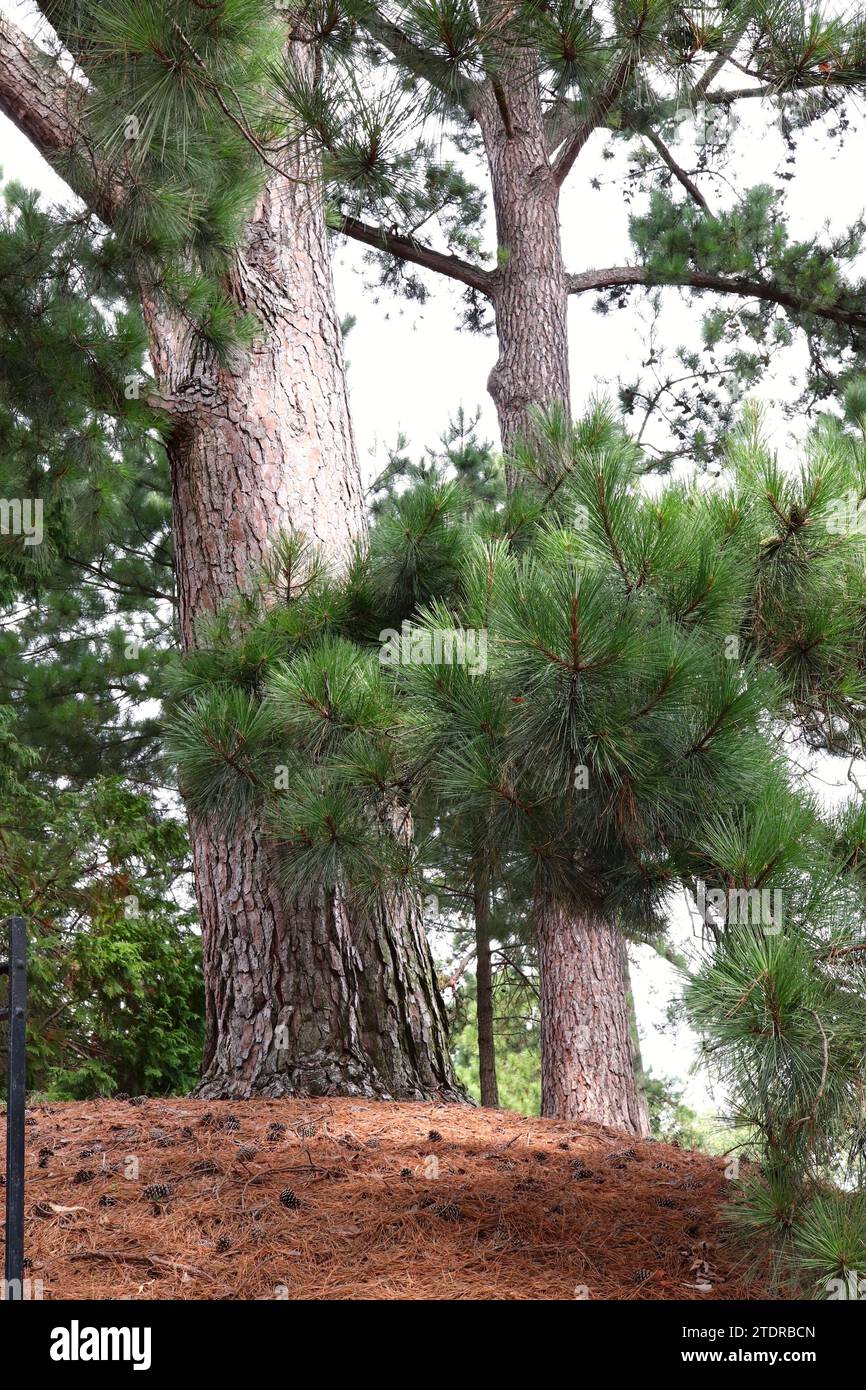 Arbusto di pino a foglia lunga nei boschi e pile di aghi di pino in terra Foto Stock