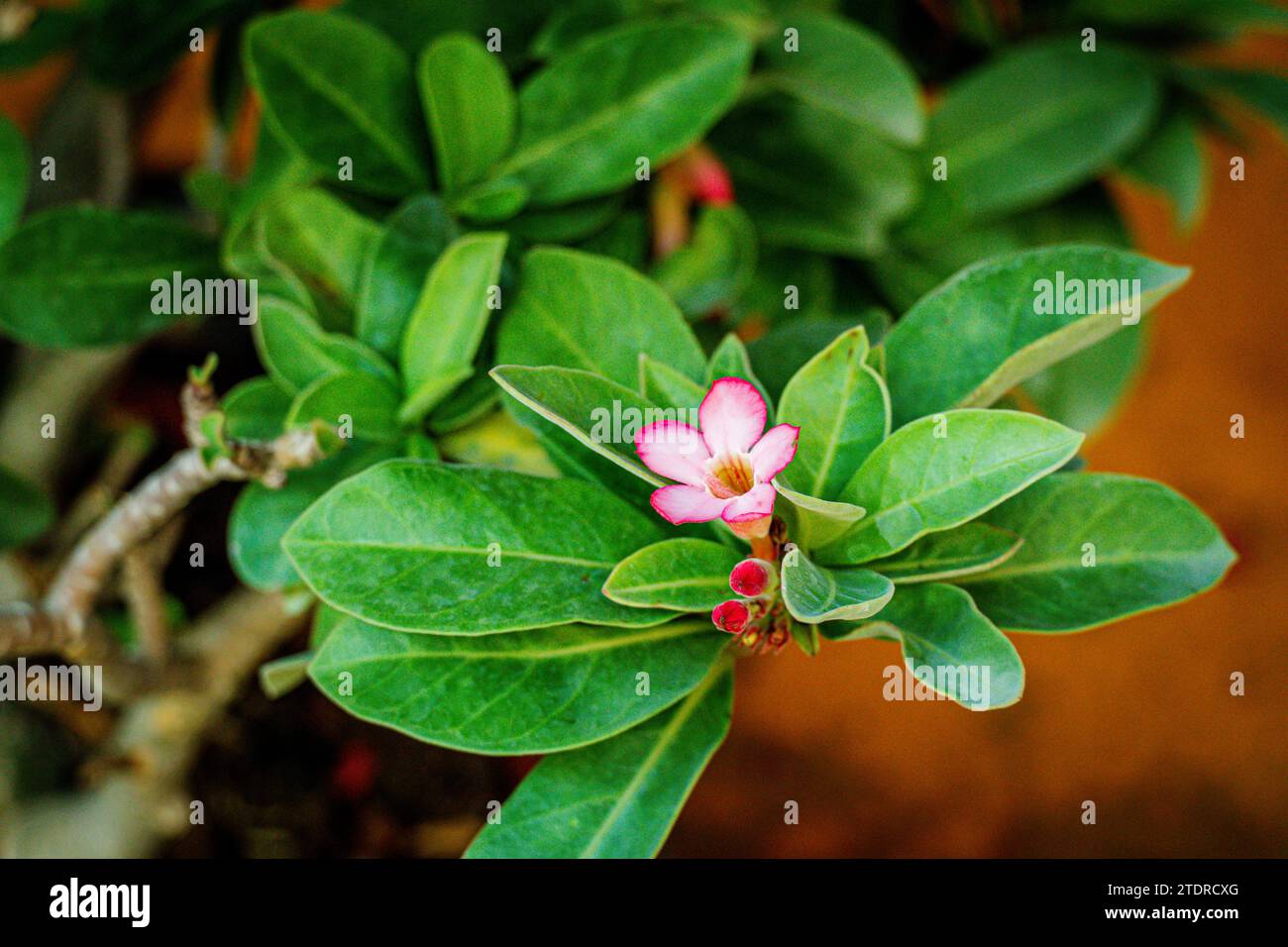 Fiore di rosa del deserto (altri nomi sono rosa del deserto, finta Azalea) nel giardino delle pentole. Ha un fiore rosa con 5 petali, forma a cono alla base con gocce d'acqua. Foto Stock
