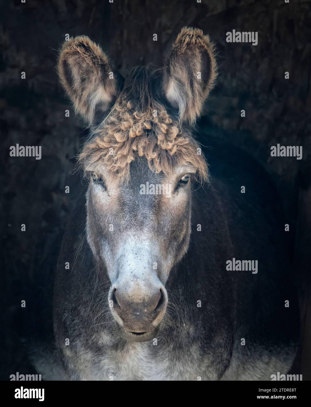 Ritratto di un asino, Equus asinus, Scozia Foto Stock