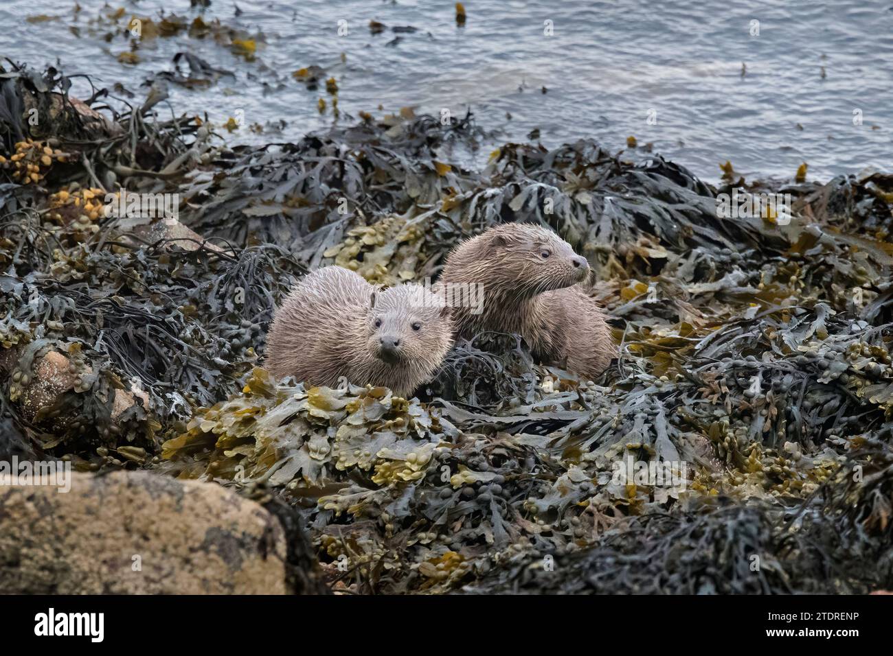 Due lontre eurasiatiche giovanili, Lutra lutra, in alghe marine sul bordo di un lago, in Scozia Foto Stock