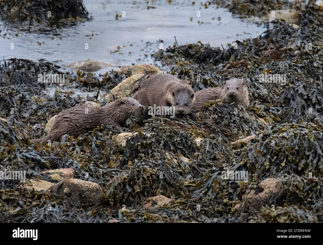 Lontra eurasiatica, Lutra lutra, due cuccioli, in alghe marine sul bordo di un lago, in Scozia Foto Stock