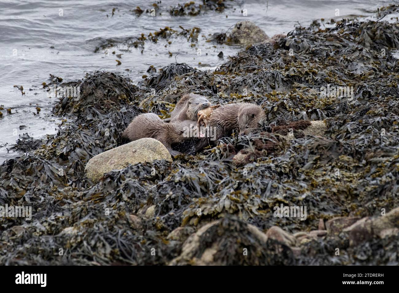 Lontra eurasiatica, Lutra lutra, con un granchio insieme a due cuccioli, in alga sul bordo di un lago, in Scozia Foto Stock