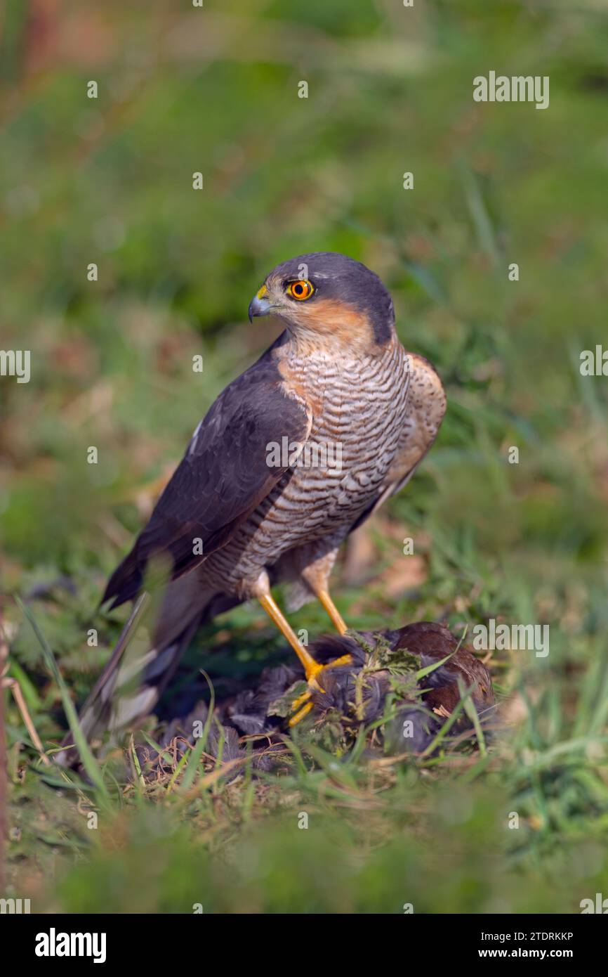 Sparviero Accipiter nisus con femmina blackbird kill Foto Stock