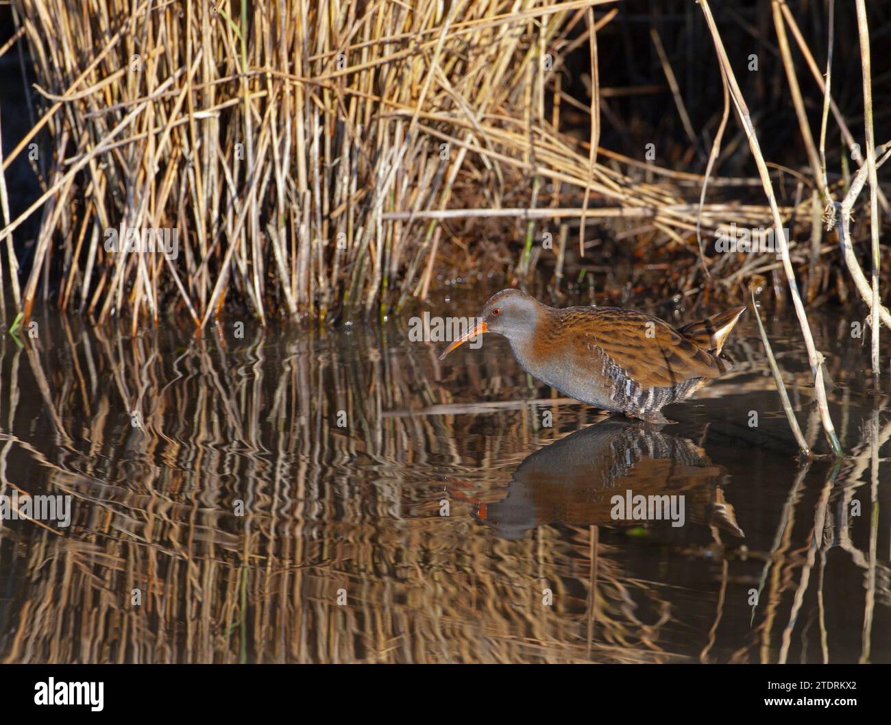 Porciglione Rallus aquaticus alimentare nel letto di reed Norfolk inverno Foto Stock