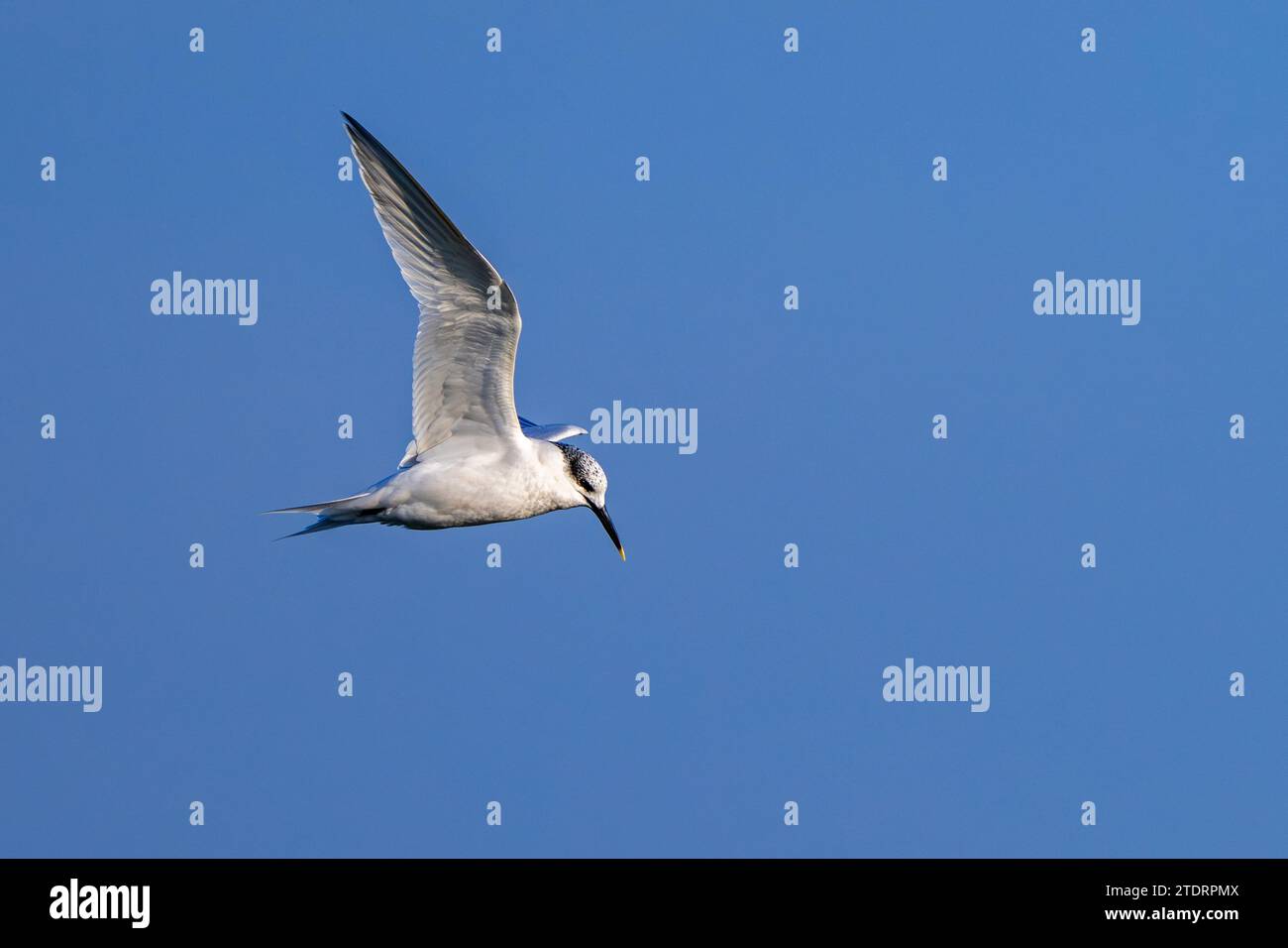 Terna di panini (Thalasseus sandvicensis / Sterna sandvicensis) che volano lungo la costa del Mare del Nord in inverno Foto Stock