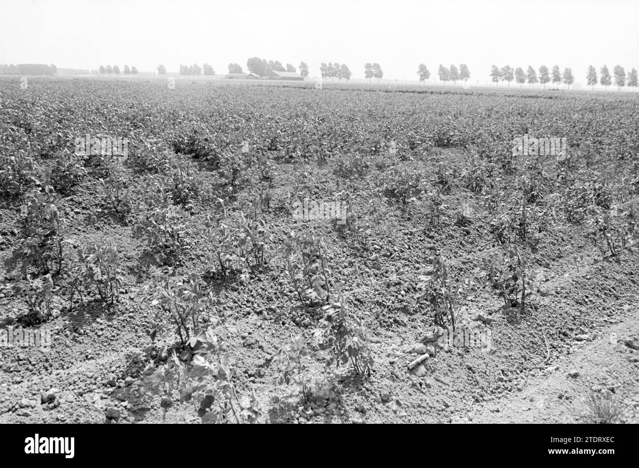 Campo di barbabietola da zucchero IJweg Hoofddorp., Agriculture, Hoofddorp, IJweg, Paesi Bassi, 29-07-1983, Whizgle News from the Past, su misura per il futuro. Esplora le narrazioni storiche, l'immagine dell'agenzia olandese olandese con una prospettiva moderna, colmando il divario tra gli eventi di ieri e quelli di domani. Un viaggio senza tempo che delinea le storie che plasmano il nostro futuro Foto Stock