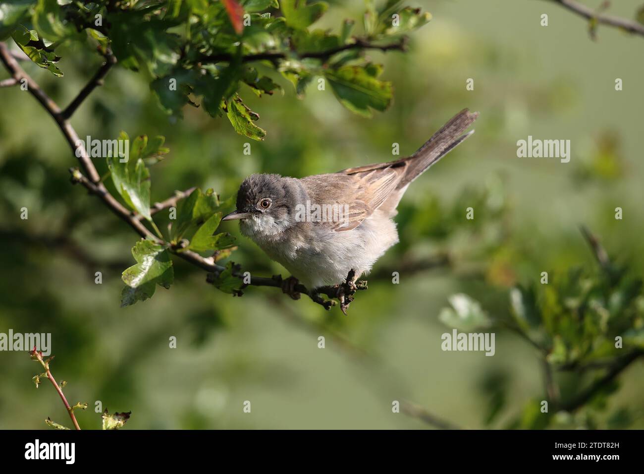 Whitethroat, Sylvia communis, in un albero, Sussex Downs, Sussex Foto Stock
