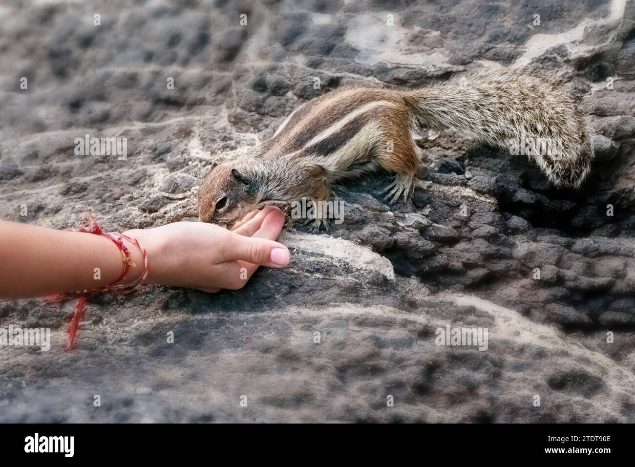 Scoiattolo in polvere di barbario (Atlantoxerus getulus) mangiare dalla mano - Fuerteventura Foto Stock