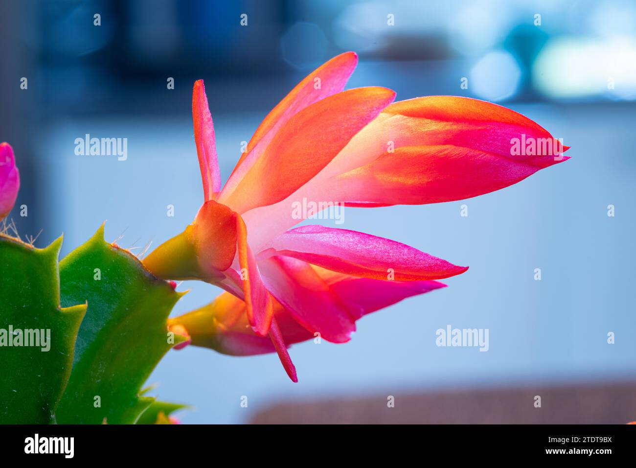 Foto macro di un fiore da rosso a viola di un Cactus di Natale (Schlumbergera). Foto Stock