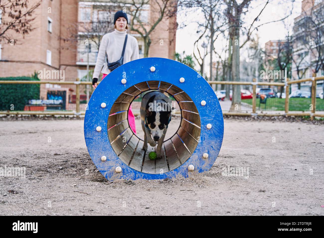 donna che si allena con il suo cane. una donna fuori fuoco che guarda il suo cane sotto fuoco attraverso un tunnel di addestramento. Foto Stock